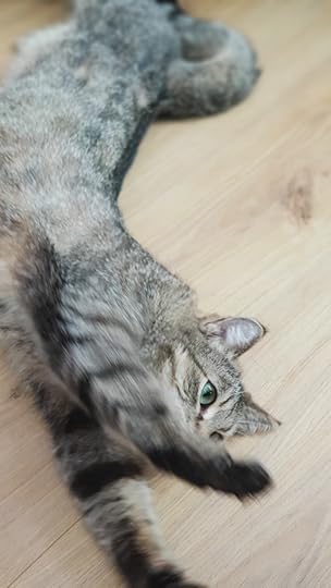 elli-kass-kiisu-koduloom-varjupaik-petcity-loomakliinik-arst-euronics-robot-tolmuimeja