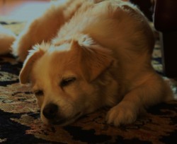 Chaz sleeping-edit