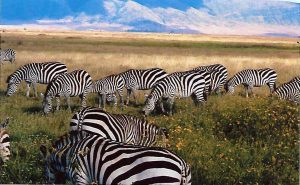 Zebras safari in Tanzania