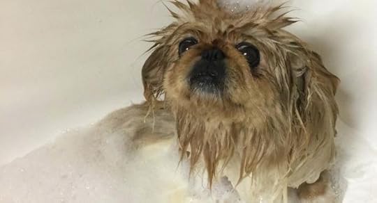 cobble hill bed and biscuit cats reviews