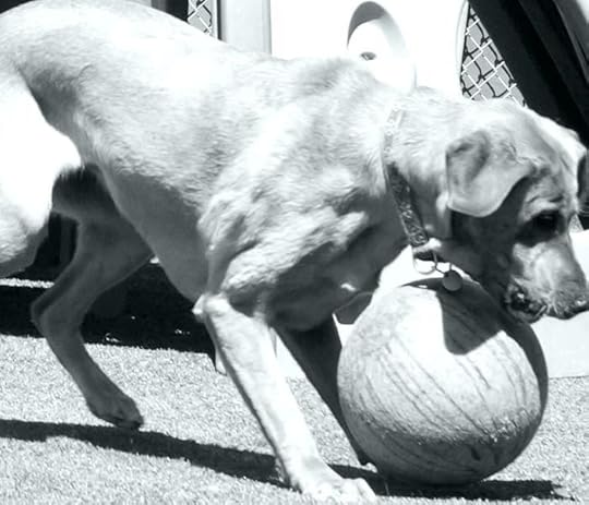 cobble hill bed and biscuit chapel boarding kennel i wake forest