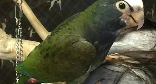 cobble hill bed and biscuit the front office so not only do they get attention of staff throughout day also our customers review