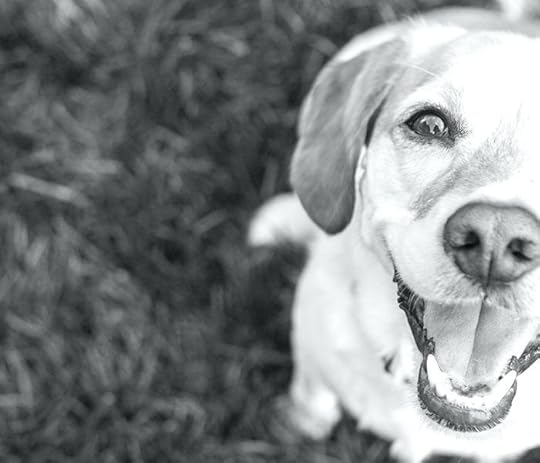 cobble hill bed and biscuit reviews