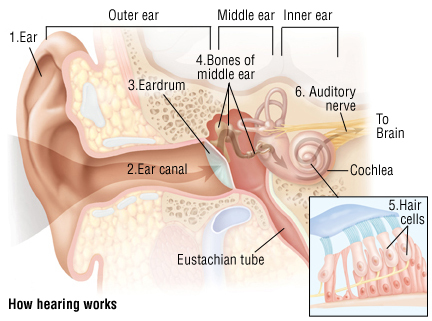 how hearing works.jpg