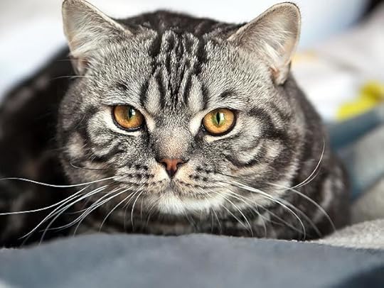 Image result for cats