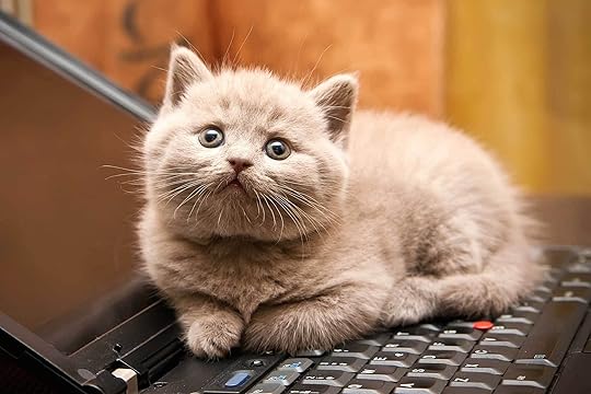 Image result for cats