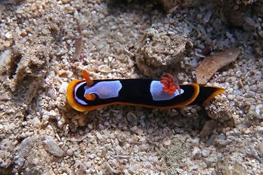 Nudi_0744 - 4b cmp 3