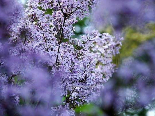 Common Lilac
