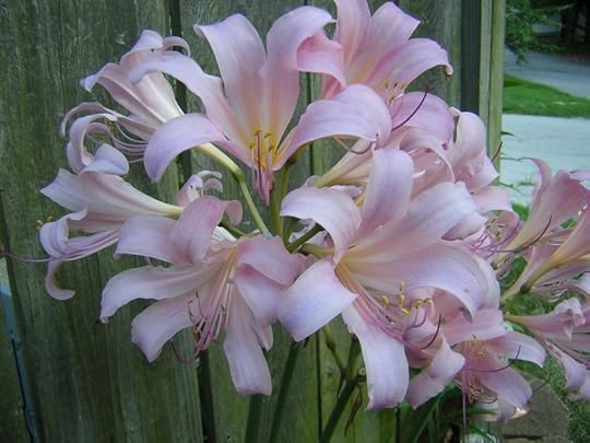 Surprise Lilies 2010