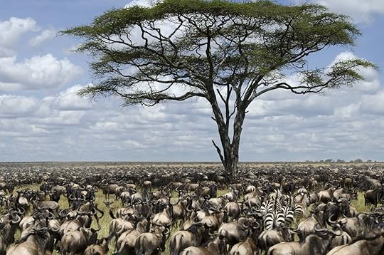 Wildebeest migrating