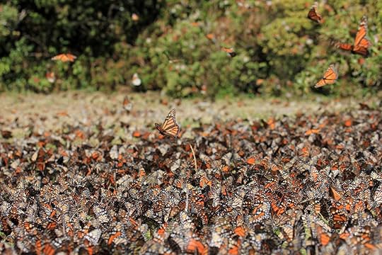 Monarch butterfly migration