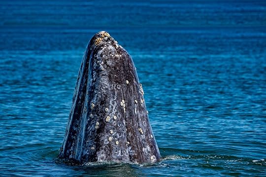 Migrating grey whales