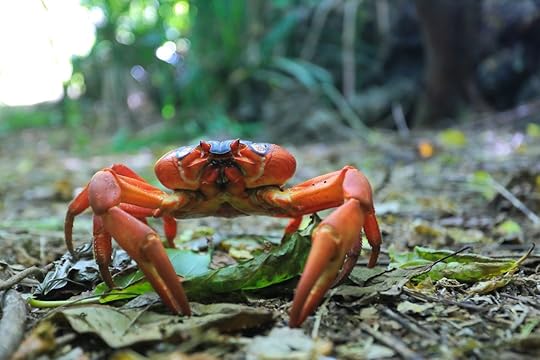 Crab on Christmas Island
