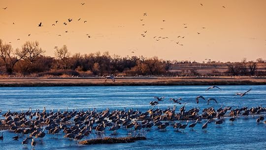 Sandhill crane migration