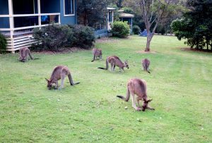 Kangaroos Murramarang