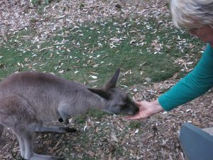 petting kangaroo, Murramarang