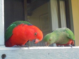 Colorful parrots, Murramarang