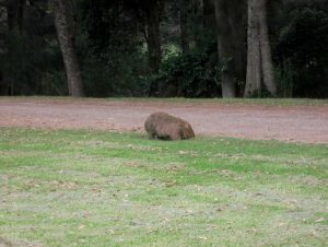 wombat