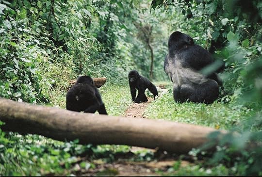 Baby gorillas with adult