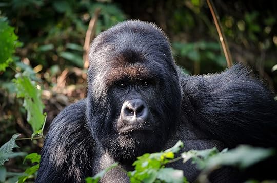 Mountain gorilla