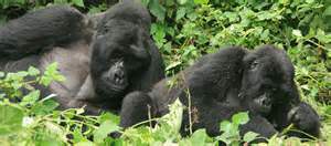 africa gorilla trekking
