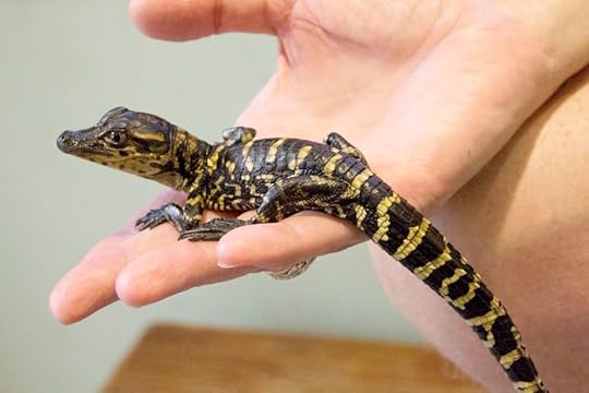 Baby alligator
