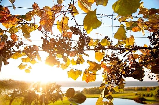 Finger lakes wine country grapes
