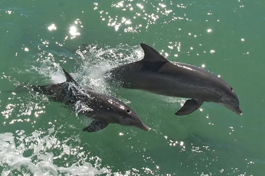 Dolphins, Sanibel Island