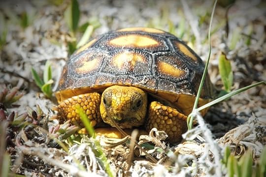Gopher Tortoise Florida