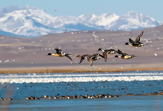 Birds in Montana