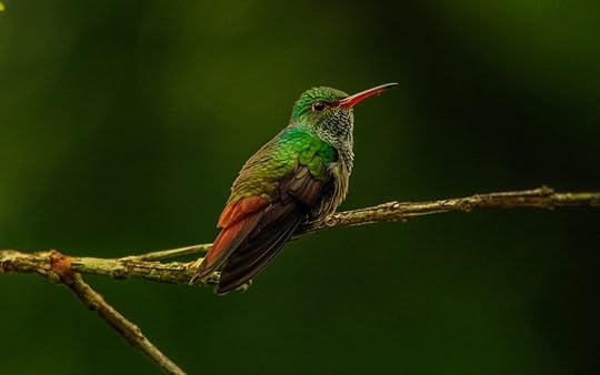 Rufous-tail Hummingbird in Belize