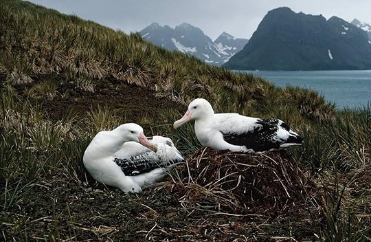 Wandering Albatrosses on Prion Island