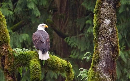 Bald eagle sitting