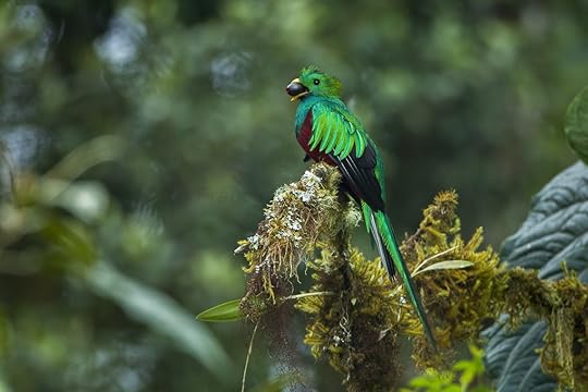 Resplendent Quetzal male carrying food - Cloud Forest in Costa Rica
