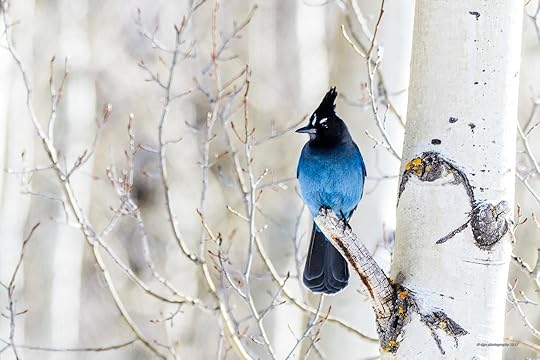 Steller's Jay (Cyanocitta stelleri) on tree
