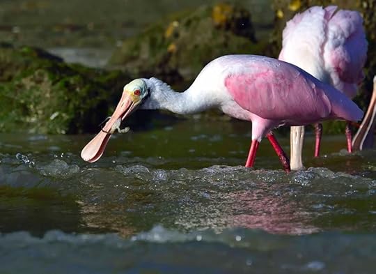 Spoonbill in J.N. “Ding” Darling National Wildlife Refuge (Official)