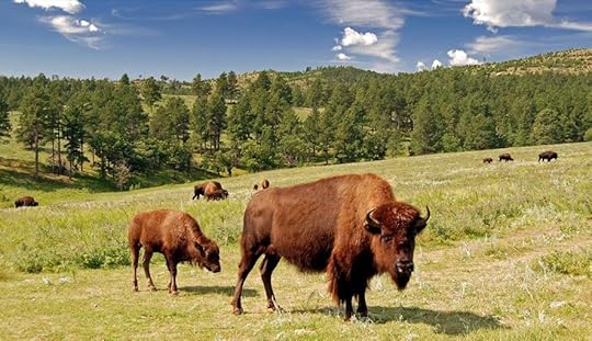 Custer State Park South Dakota bison