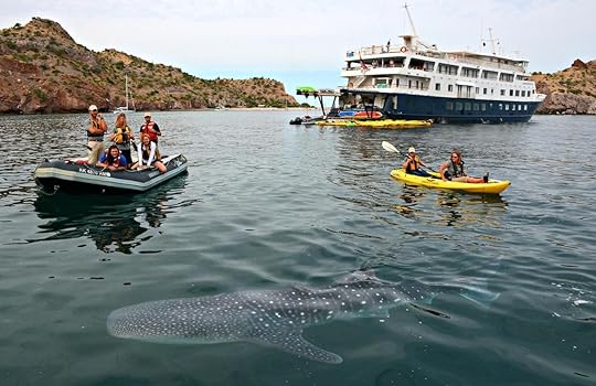 UnCruise Adventures whale shark