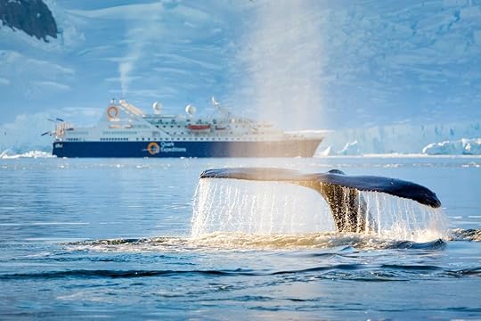 Quark Expeditions whale