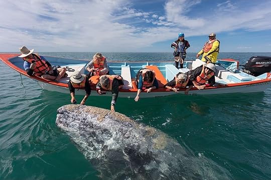 Mark Carwardine Photography & Tours whale