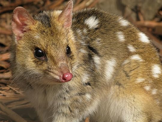 Eastern quoll reintroduced to Australia