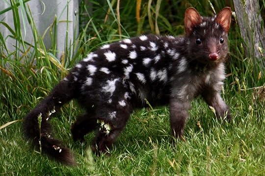 Black eastern quoll