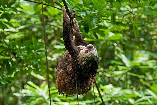Costa Rica's laziest animal