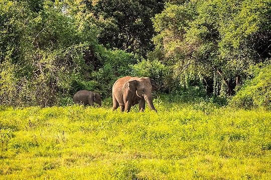 Elephants in Sri Lanka