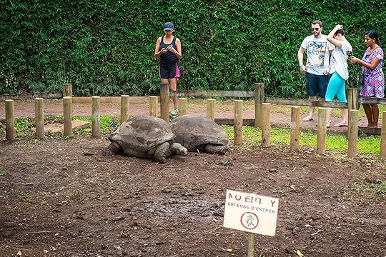 Tortoises in enclosure