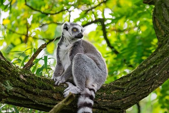 Lemurs in Madagascar