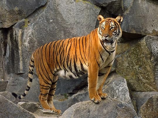 Indochinese tiger