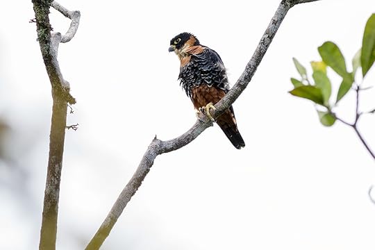 Orange breasted falcon