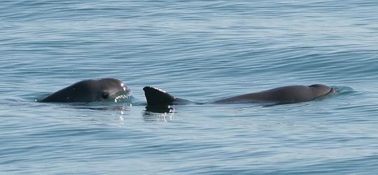 Vaquita dolphin