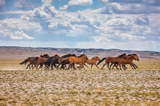 Mongolia horses
